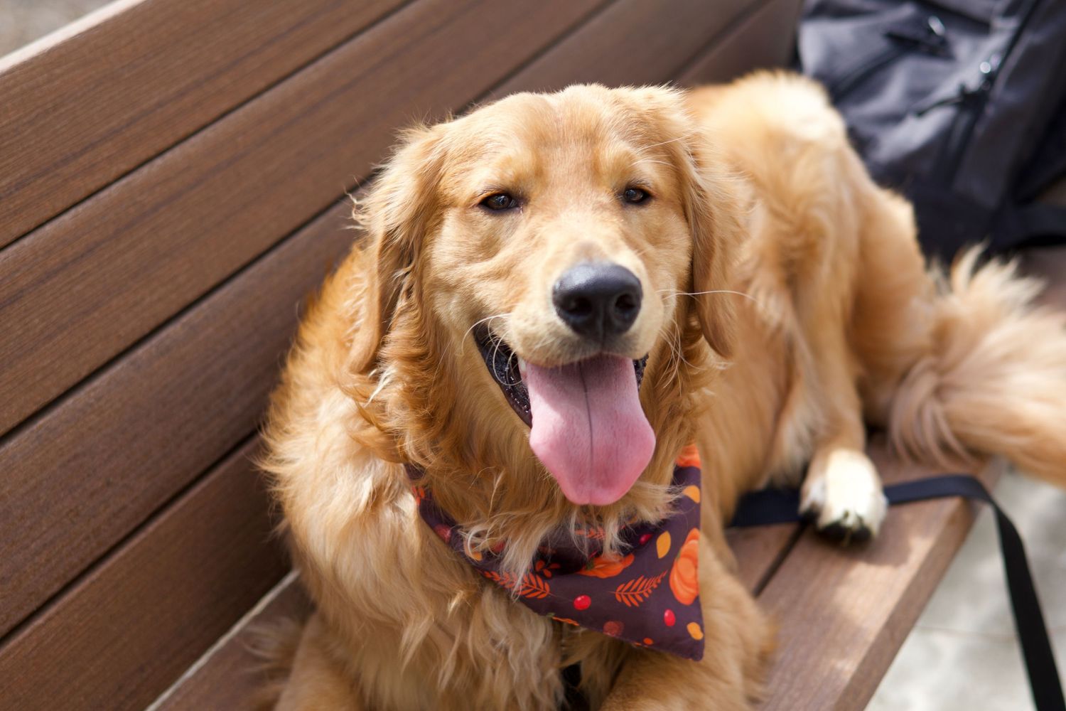 Happy golden retriever wearing Halloween bandana resting on wooden bench.