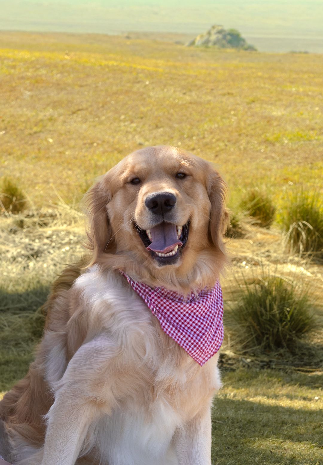 A joyful golden retriever wearing a pink gingham bandana sits in a vast open golden meadow.