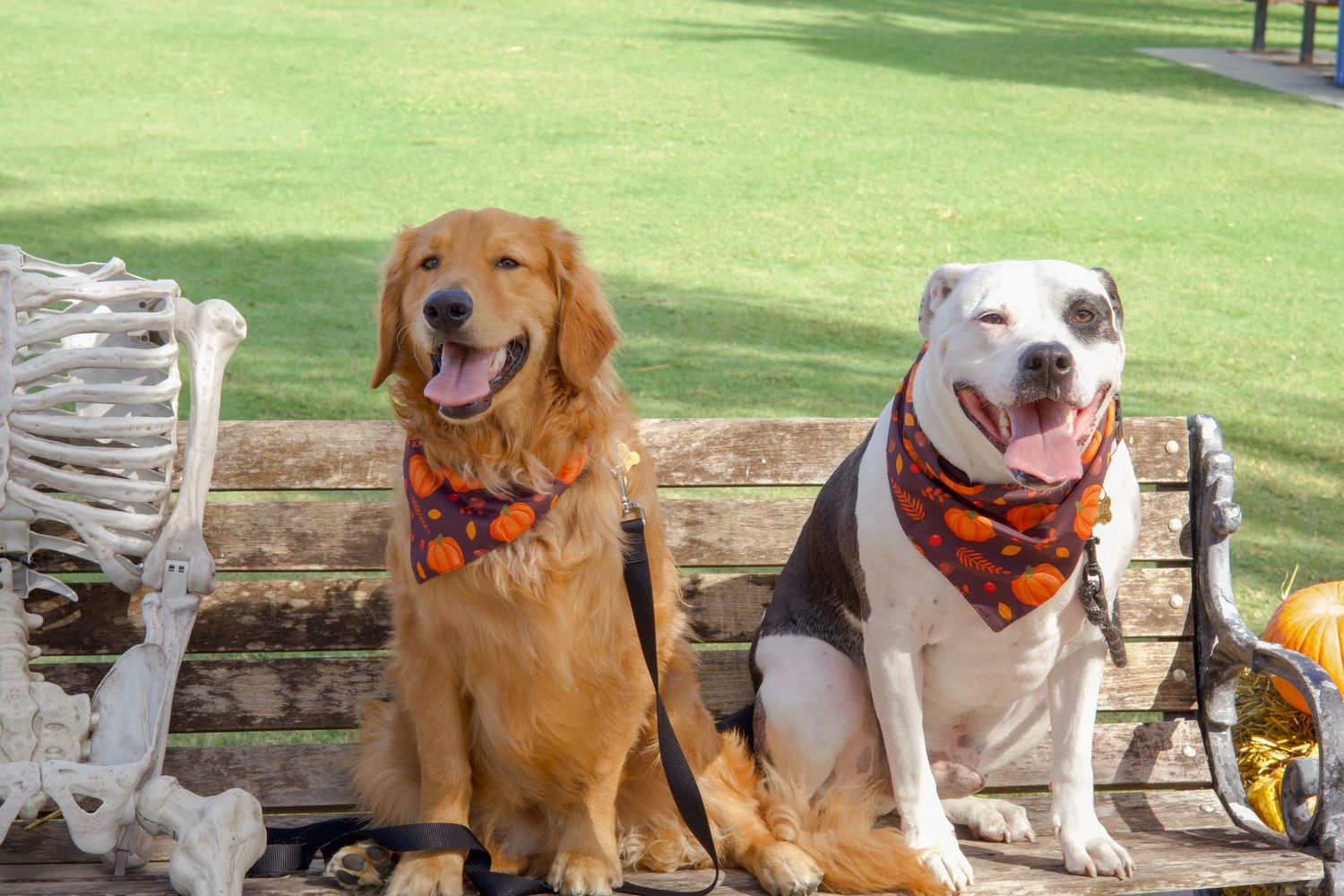 Golden retriever and white pitbull mix wearing Halloween bandanas on bench.