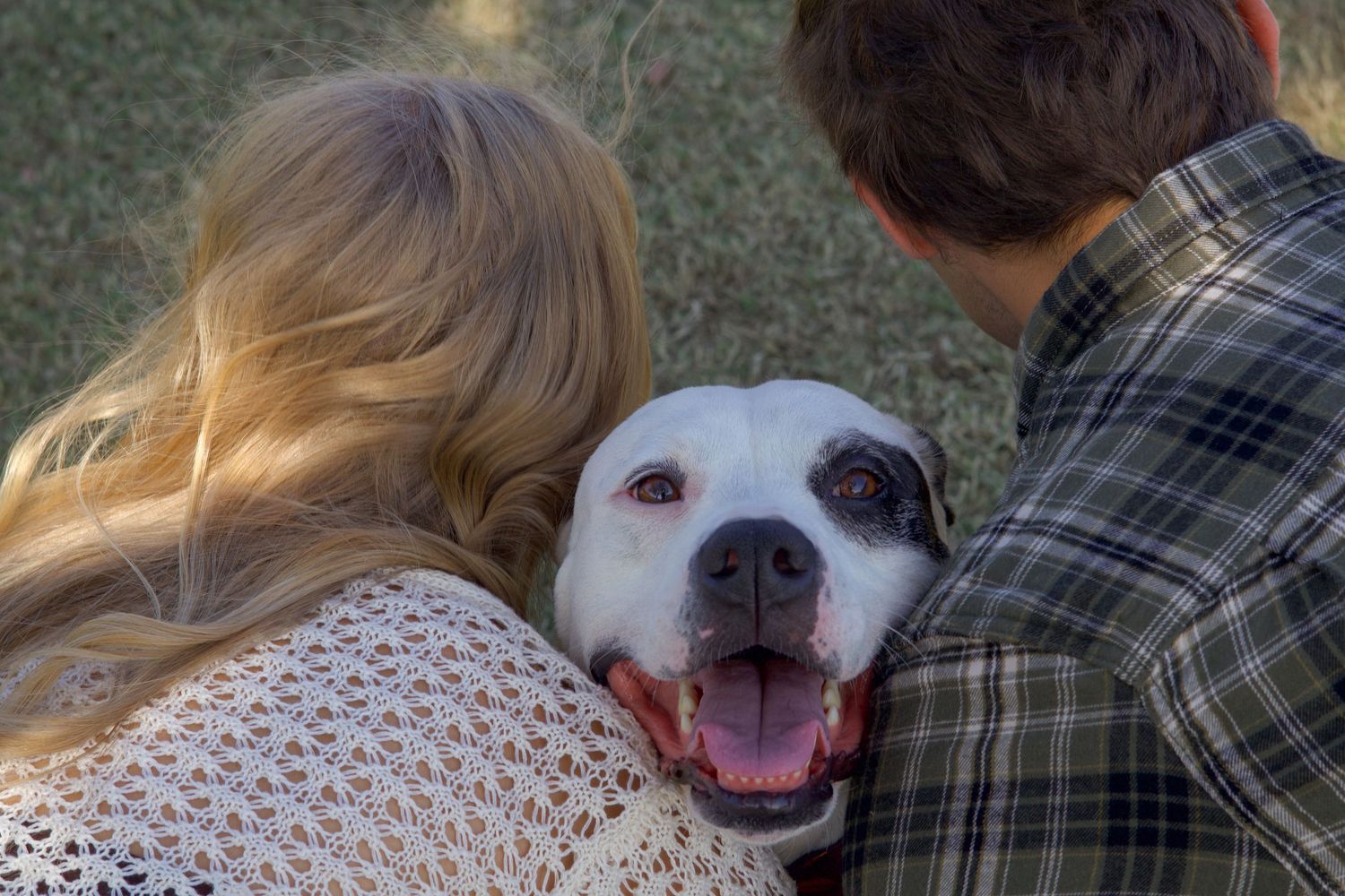 Couple cuddling with happy white and black pitbull mix dog outdoors.