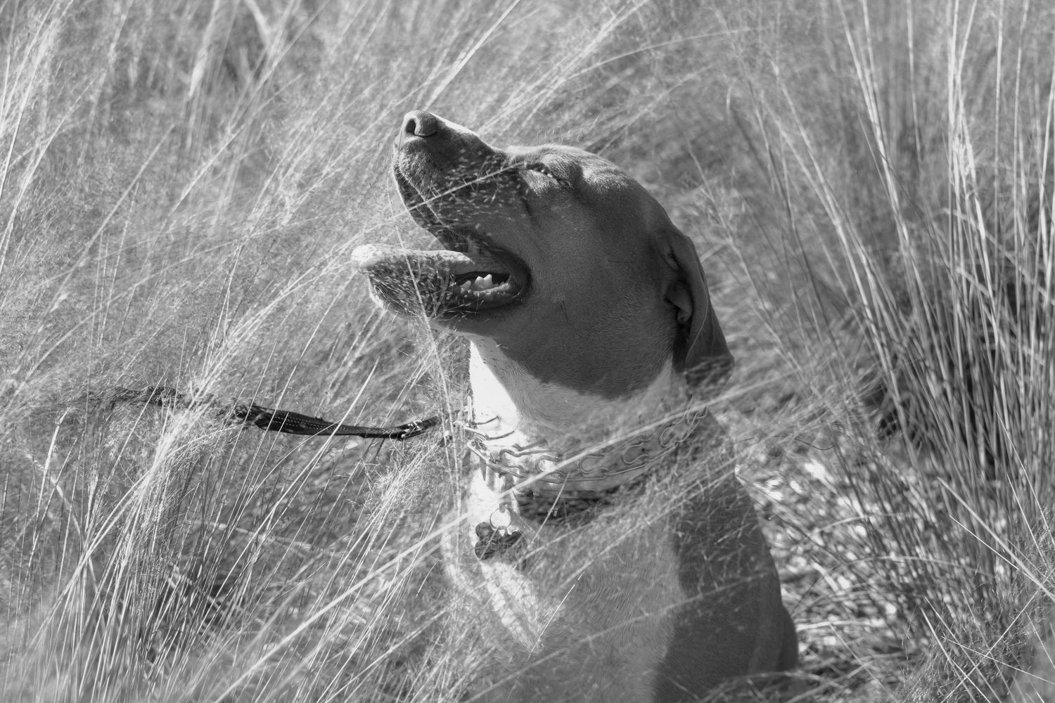 Happy dog with mouth open sitting in tall golden grass in black and white.
