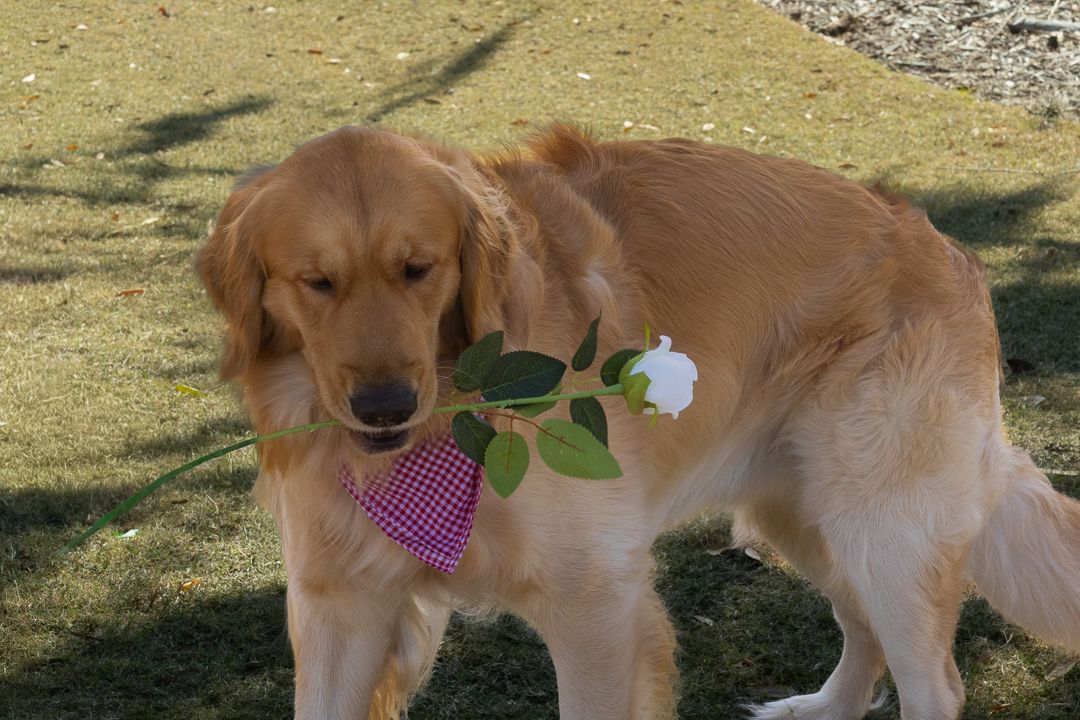 Golden retriever wearing a pink bandana carrying a white rose in its mouth outdoors.