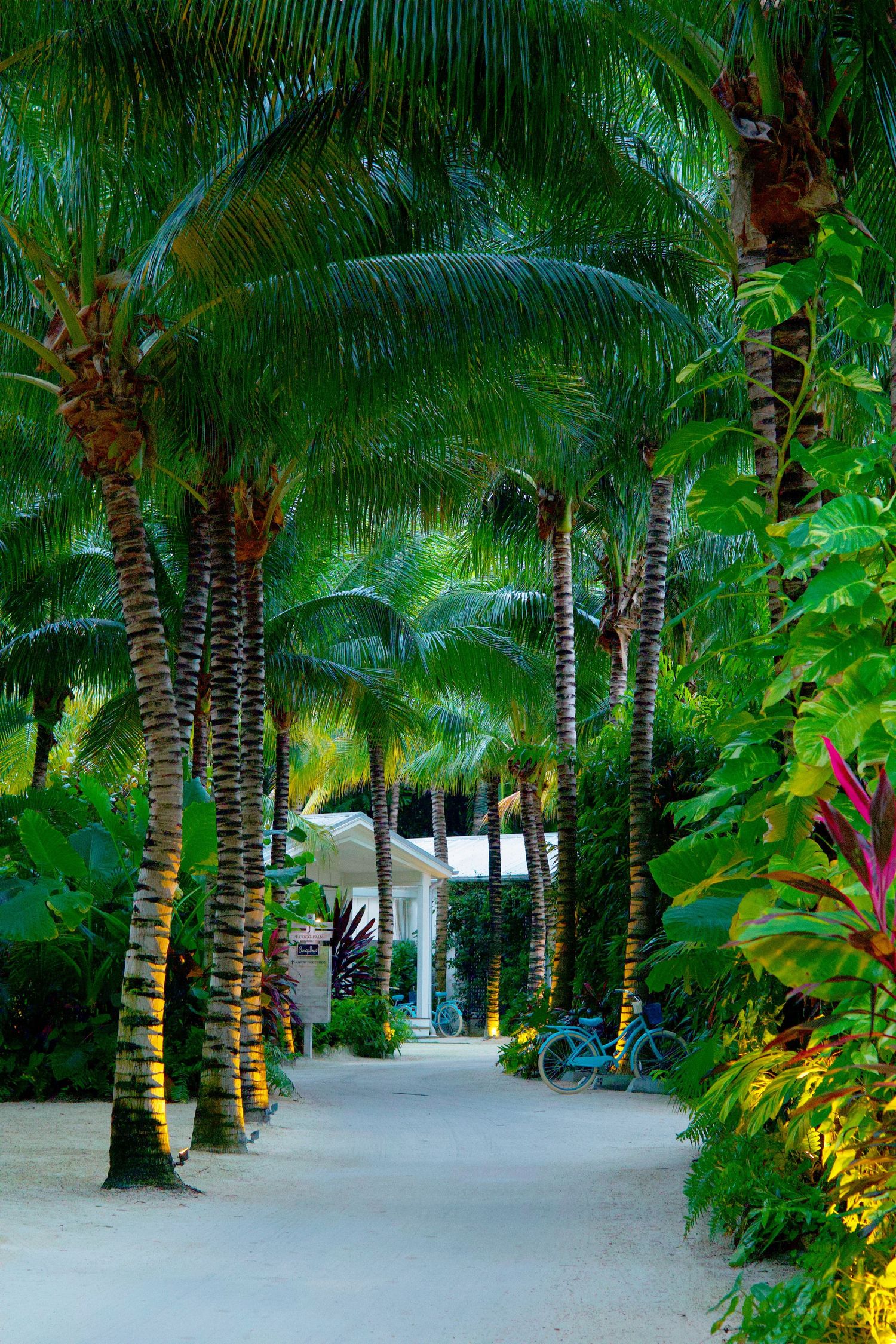 Lush tropical pathway lined with tall palm trees and vibrant greenery leading to a white building with a blue bicycle.