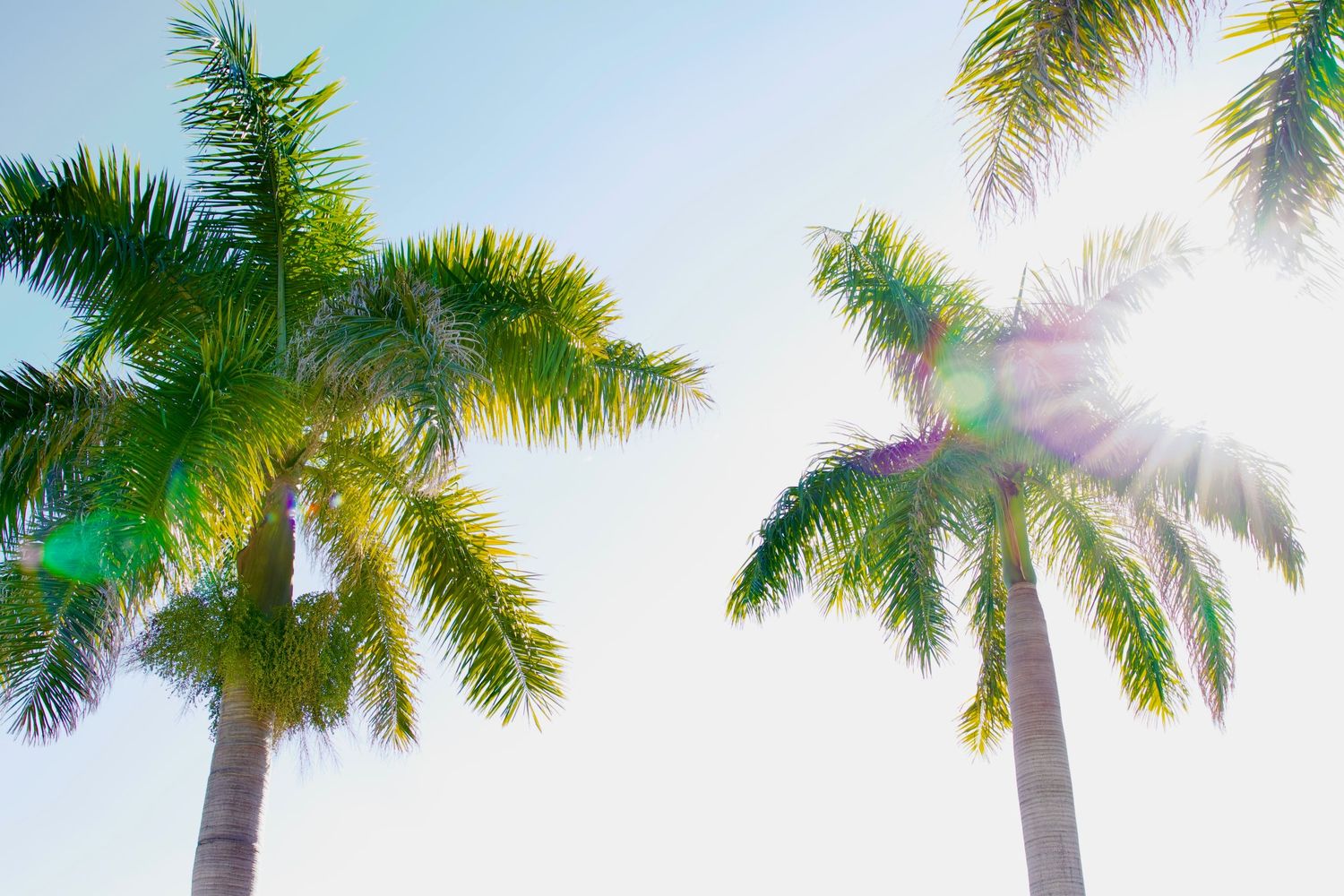Two tall palm trees viewed from below against a bright sky with sunlight streaming through the green fronds.