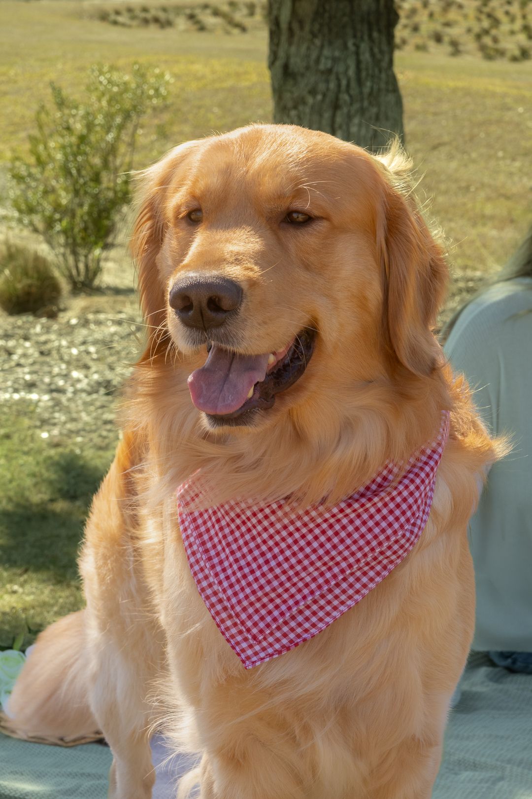 Golden Retriever dog wearing a pink gingham bandana sitting outdoors in a sunny garden.