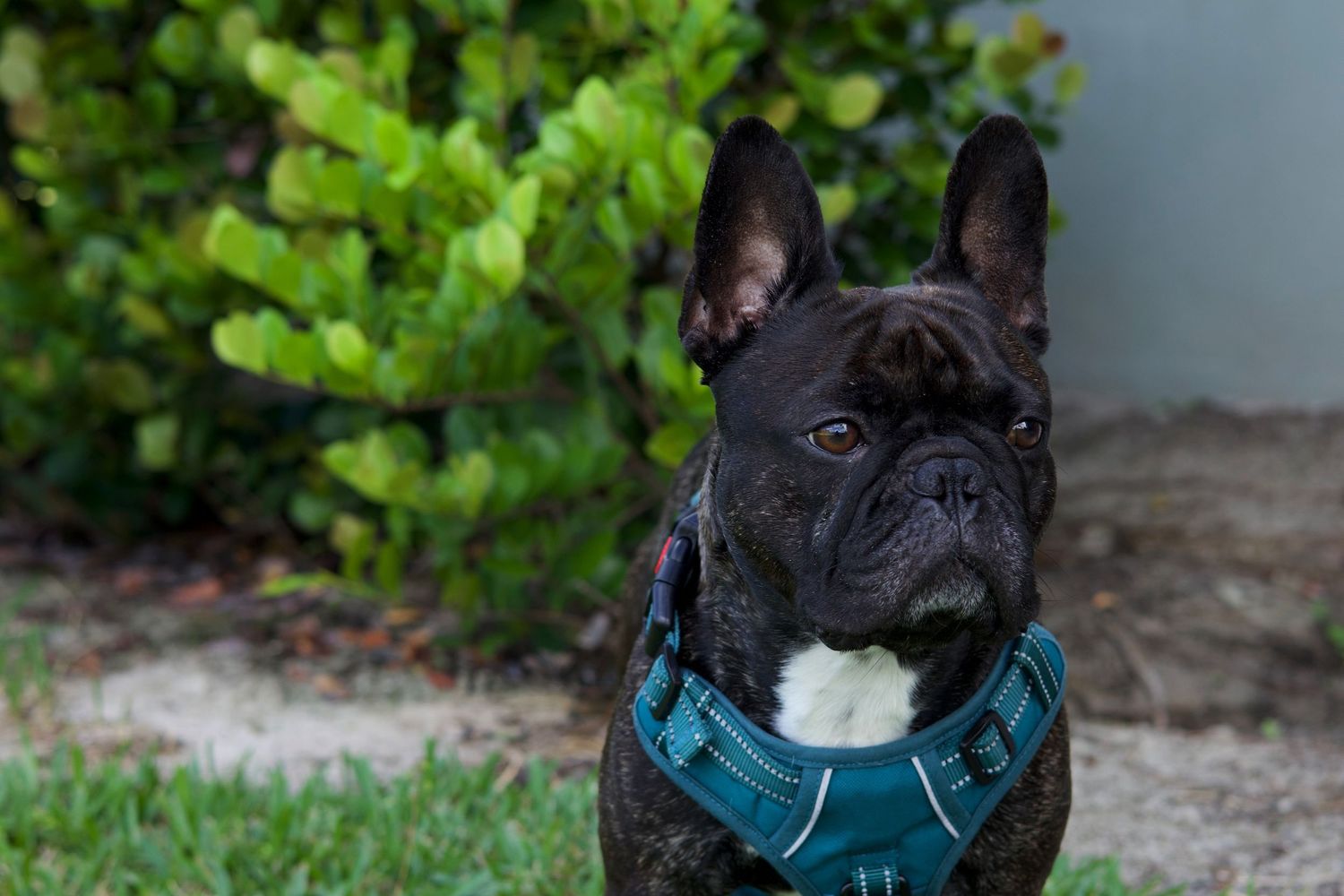Black French Bulldog wearing a teal harness sitting outdoors near green bushes.