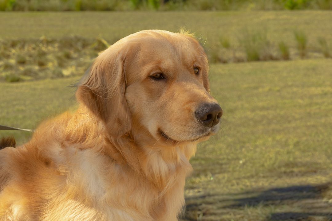 A beautiful golden retriever sits attentively on green grass in warm golden hour sunlight.