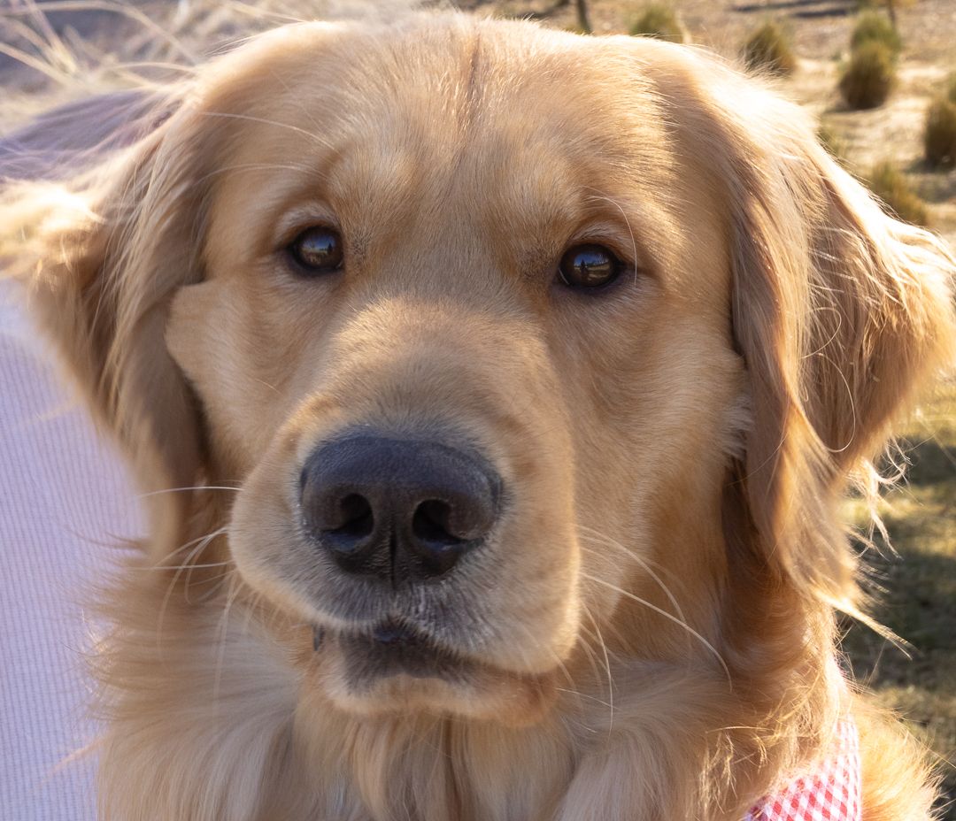 Close-up portrait of a beautiful Golden Retriever dog with soft golden fur outdoors.