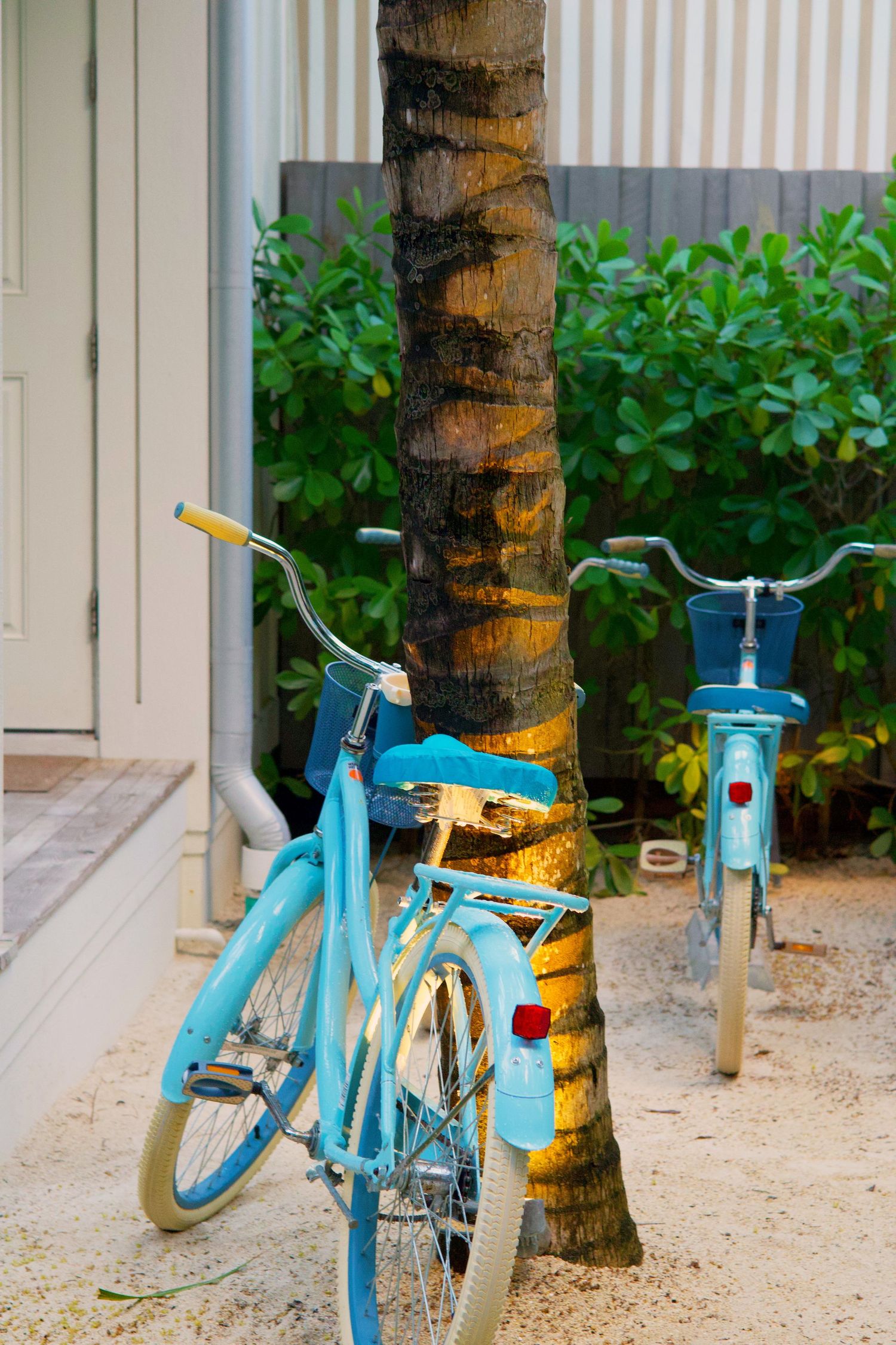 Two light blue vintage cruiser bicycles parked beside a tropical palm tree near a building with lush green shrubs.