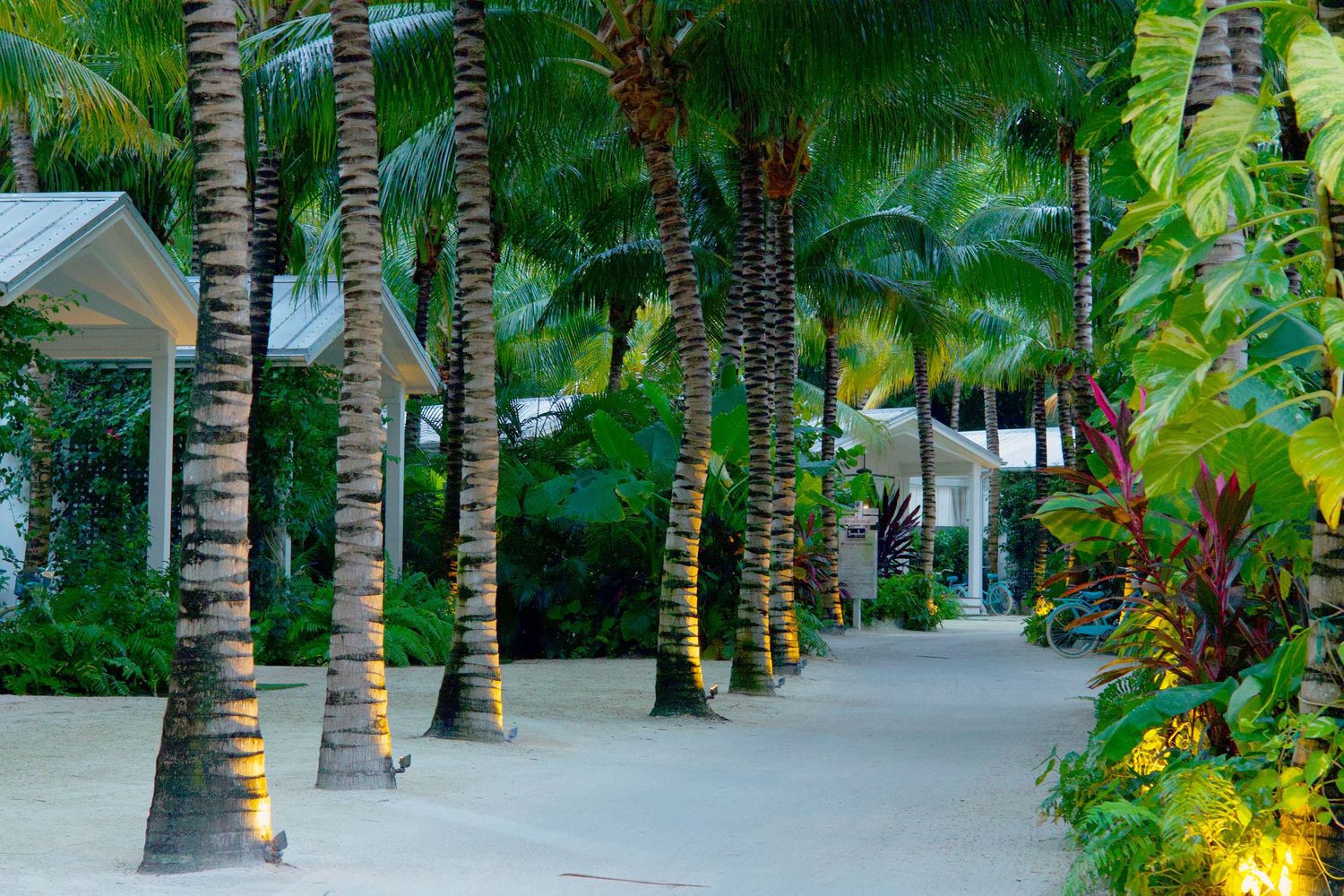 Lush tropical resort pathway lined with tall palm trees and vibrant greenery, illuminated by warm ground lights at dusk.