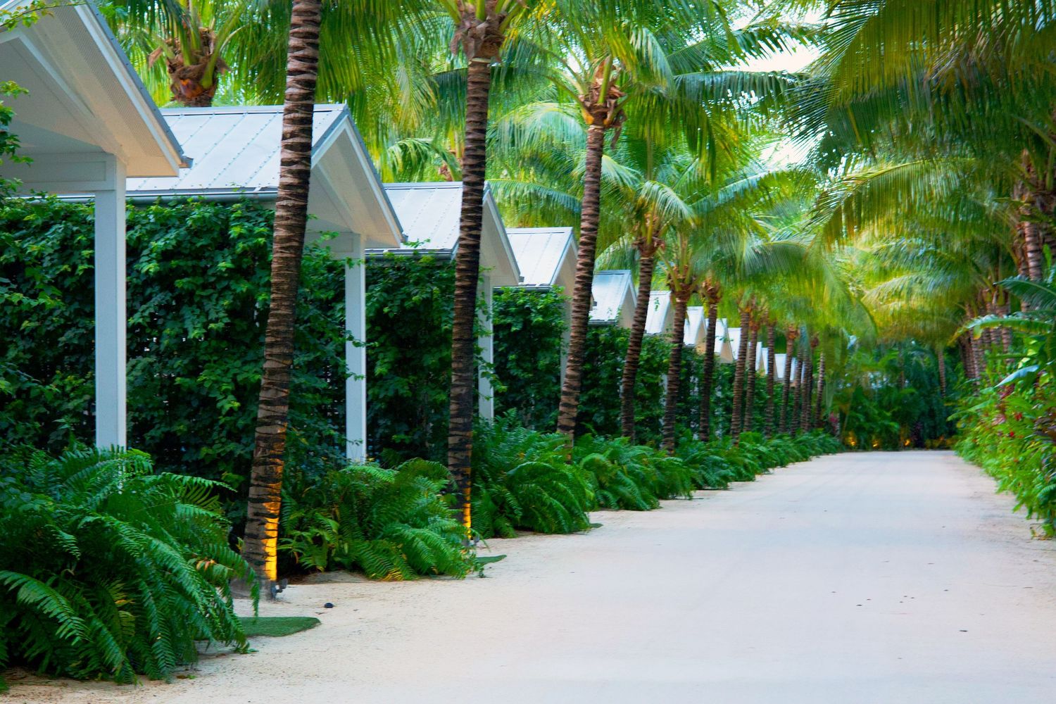 Lush tropical pathway lined with tall palm trees and green hedges leading to white resort bungalows.