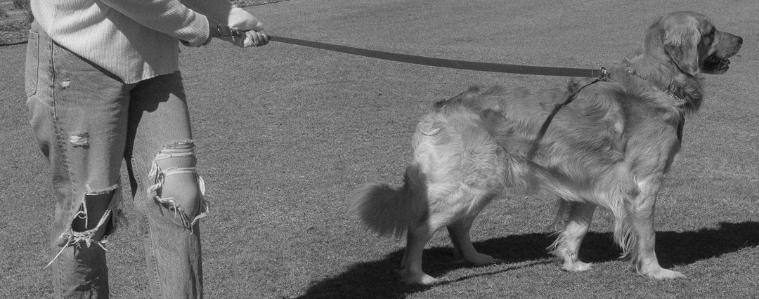 Black and white photo of a person walking a large dog on a leash in an open field.