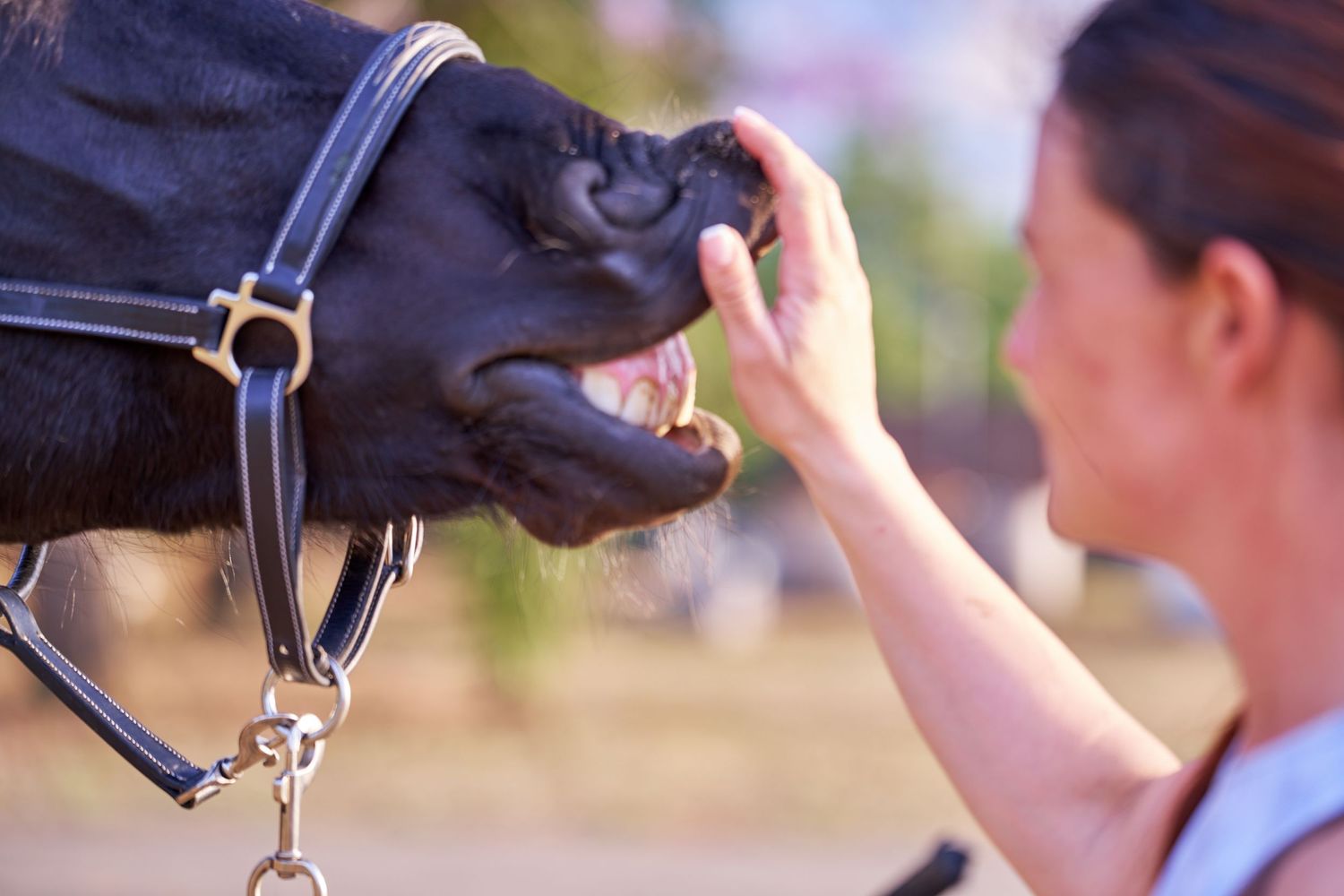 A woman feeds or examines the open mouth of a dark horse wearing a black bridle outdoors.