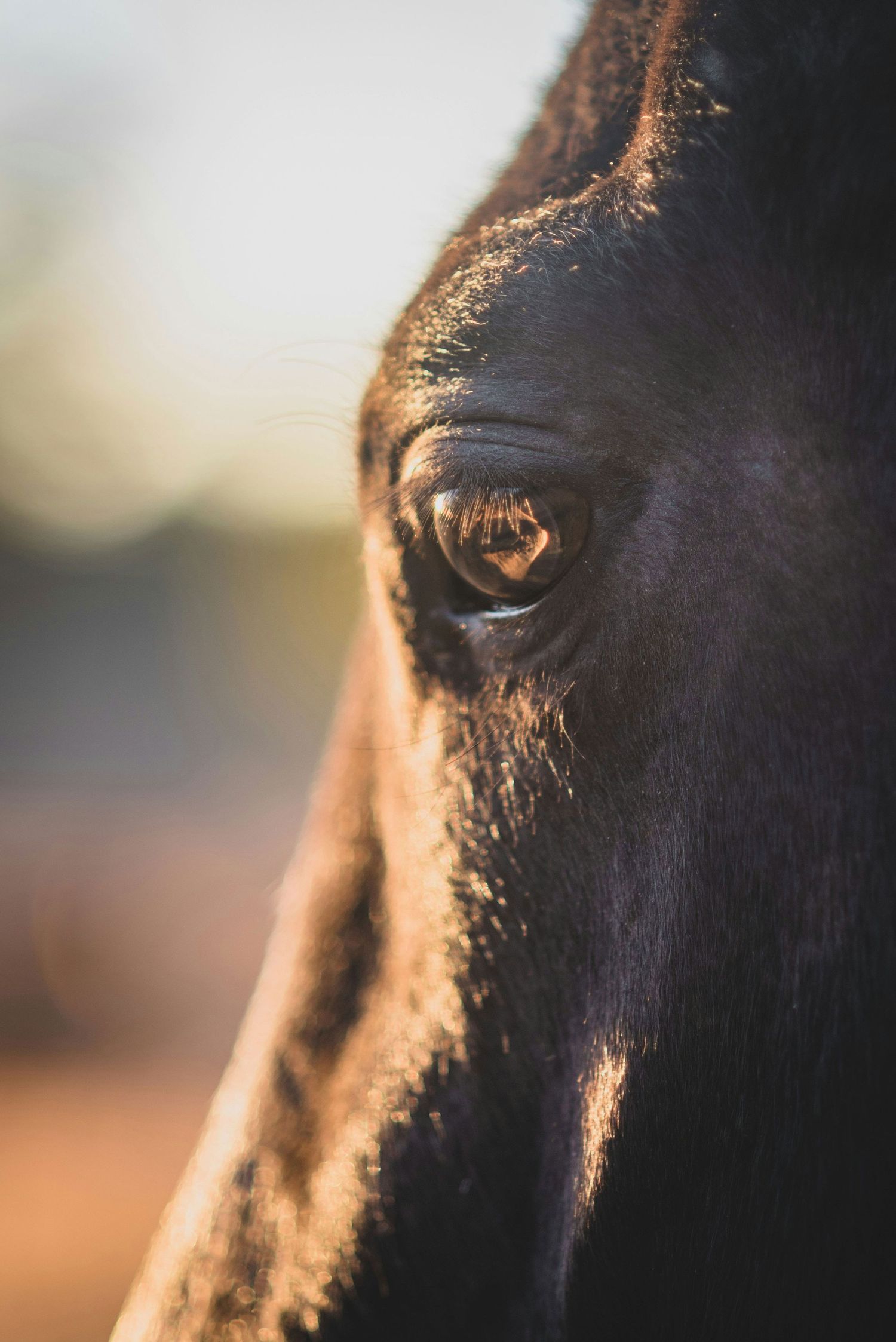 Macro shot of a dark brown horse eye reflecting light in a warm outdoor setting.
