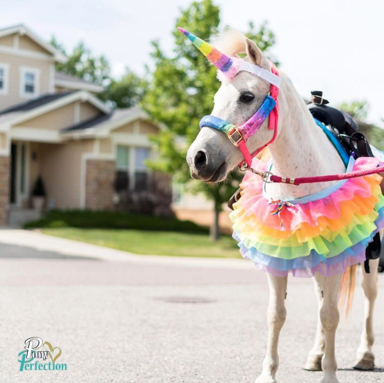 Adorable white pony wearing rainbow ruffle tutu and colorful unicorn horn costume.
