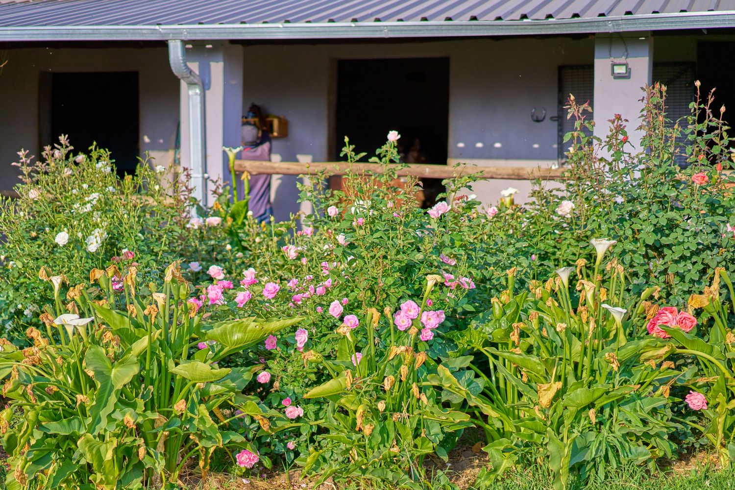A woman stands in a stable doorway surrounded by a lush garden of colorful blooming flowers.