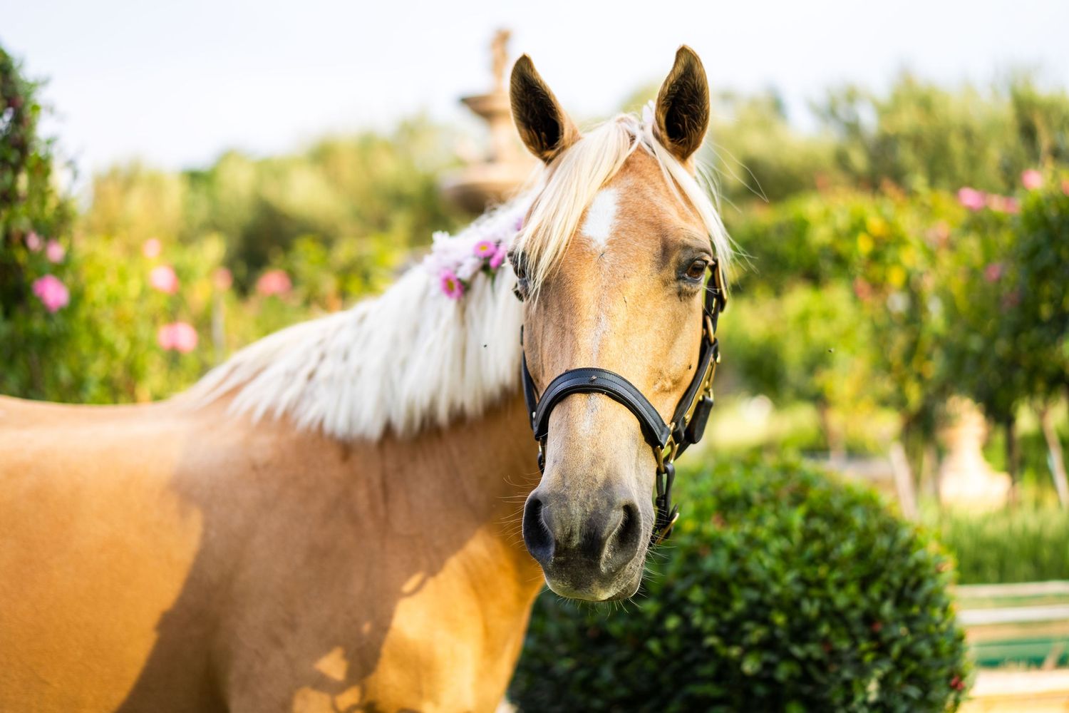 Beautiful palomino horse with pink flowers in blonde mane wearing a black halter.