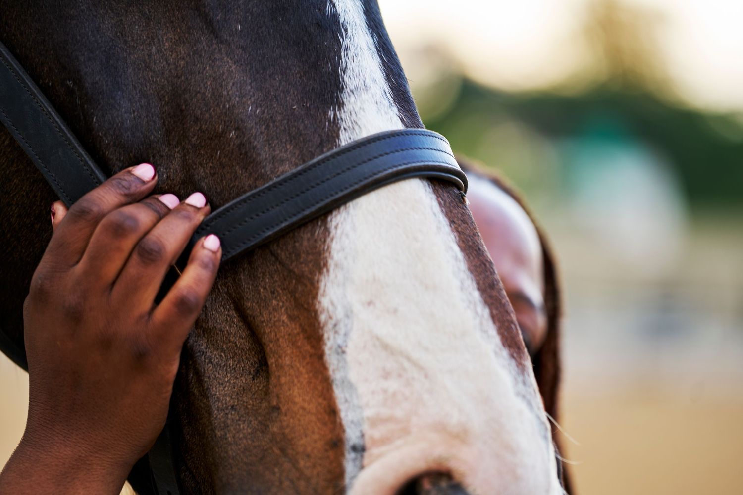Close-up of a dark hand adjusting a black bridle on a brown and white horse.