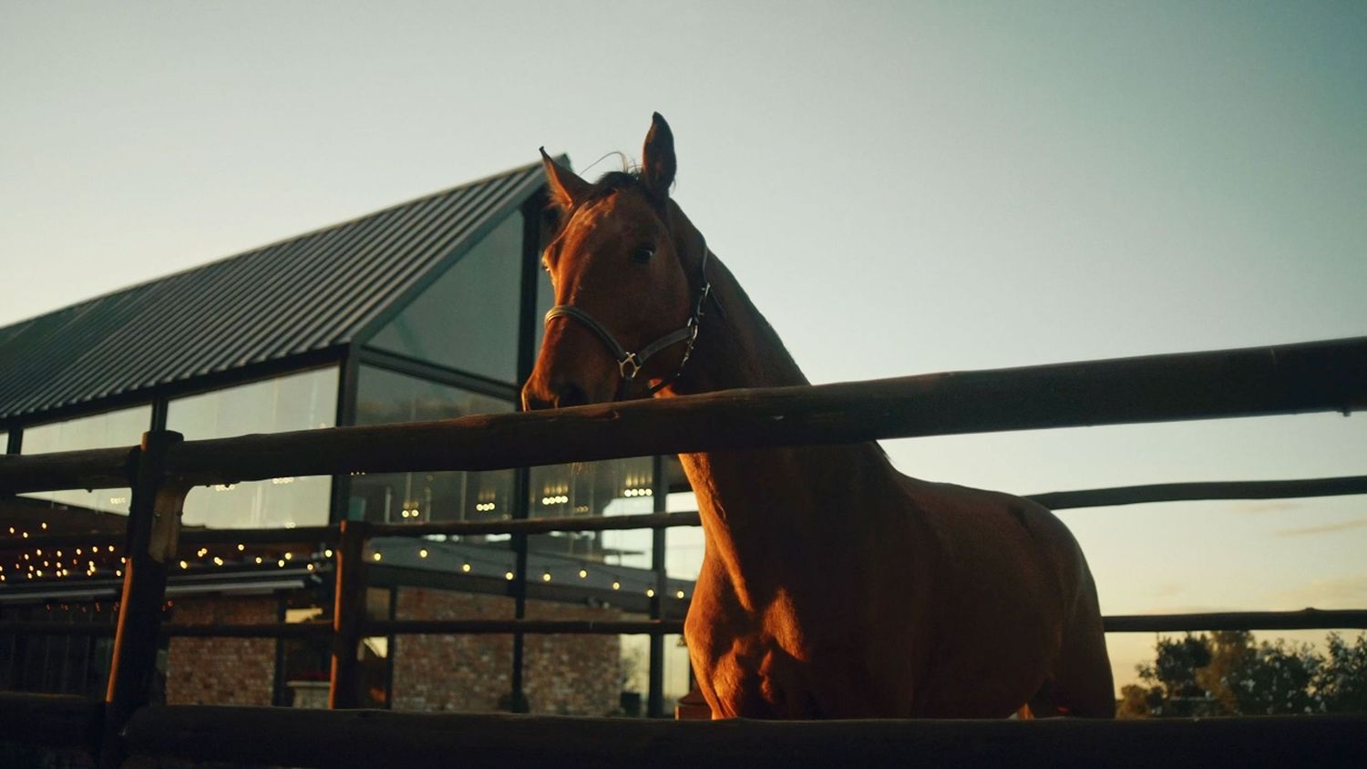 A chestnut horse stands at a fence in a stable paddock during golden hour sunset lighting.