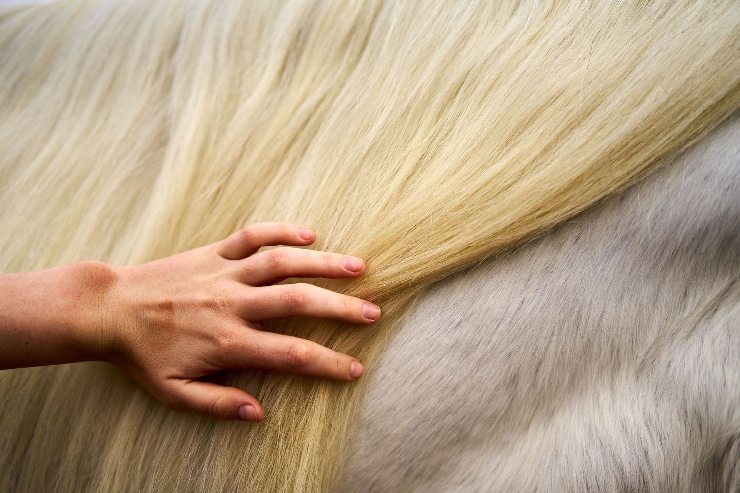 A hand gently strokes the blonde mane of a white horse in a close-up shot.