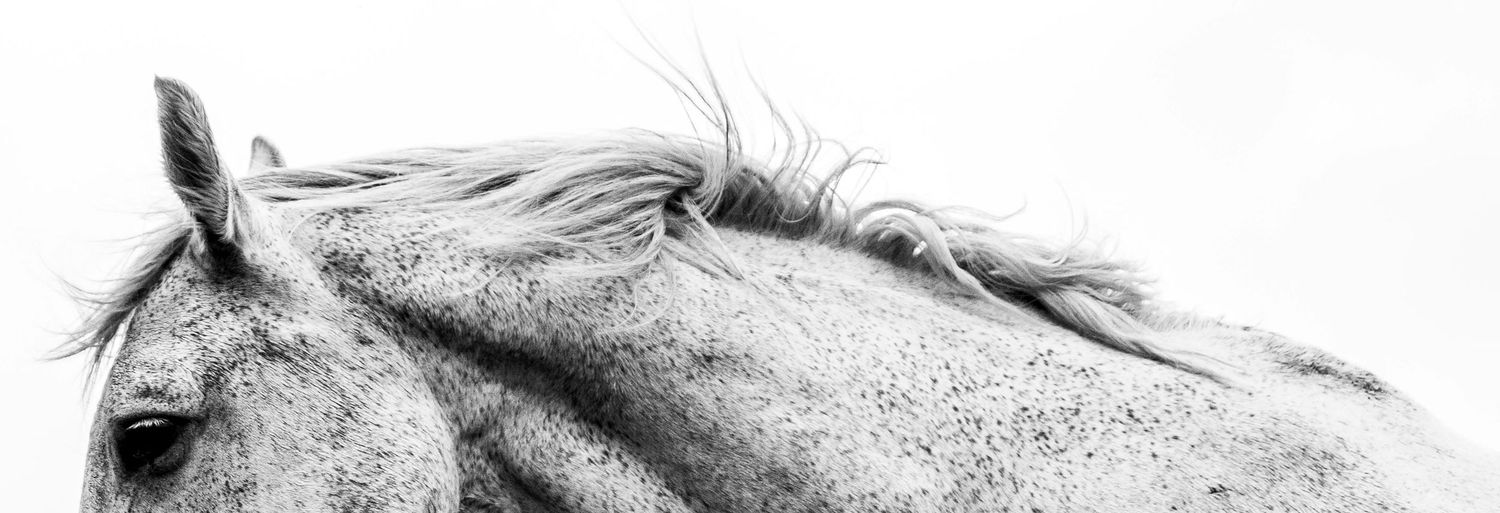 Black and white panoramic close-up of a horse head with flowing mane on white background.