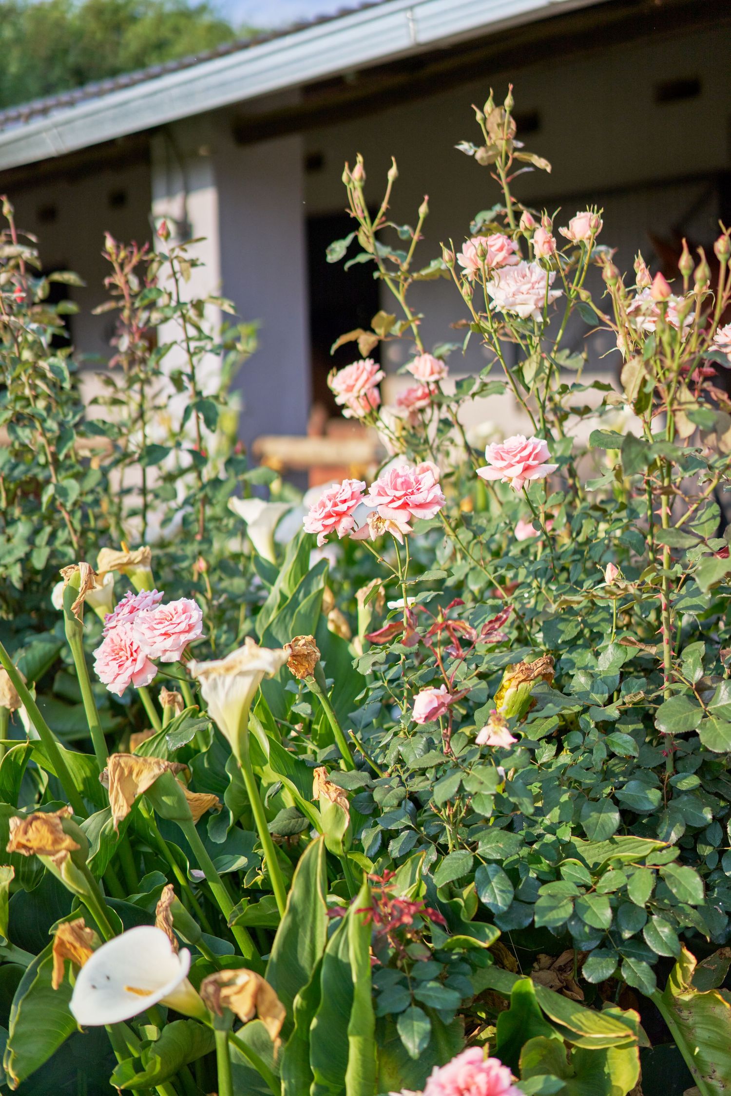 A vibrant garden of pink roses and white calla lilies blooms in front of a stable building.