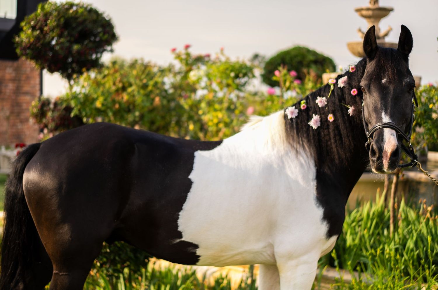 Black and white pinto horse with floral mane decorations standing in a lush garden setting.