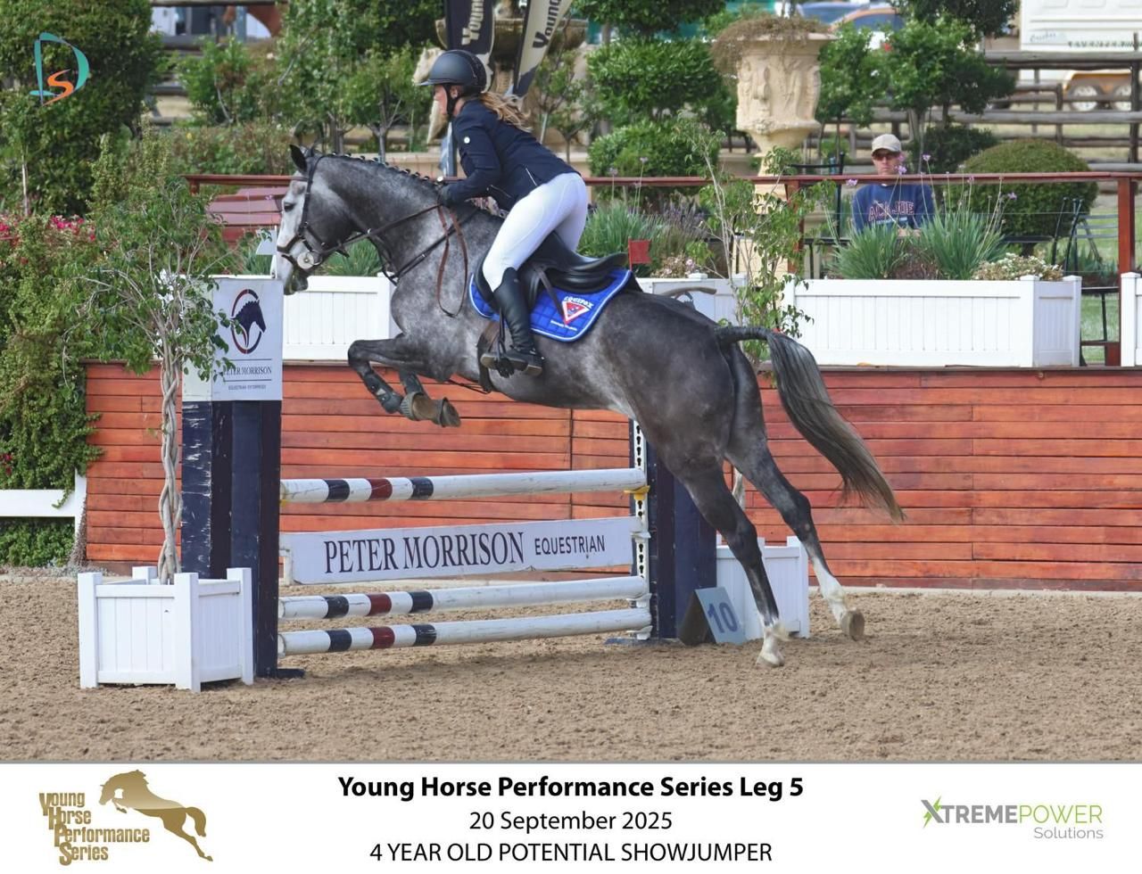 Gray horse jumping over colorful fence at Young Horse Performance Series Leg 5 4-year-old potential showjumper.