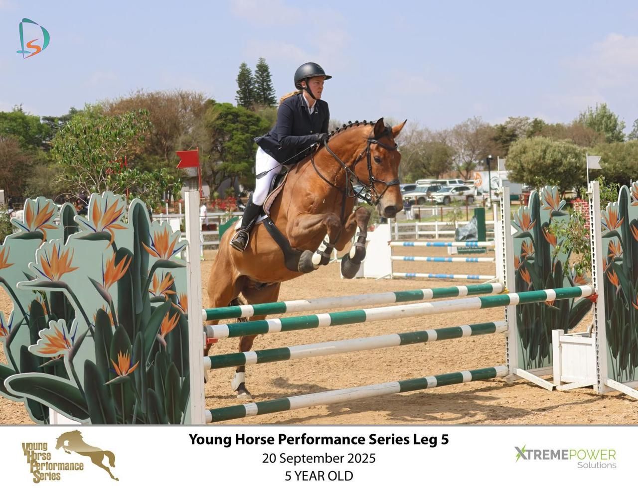 Chestnut horse and rider soaring over decorated jump at Young Horse Performance Series Leg 5 2025.