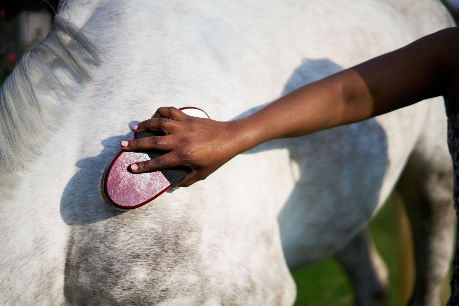 Close-up of a dark-skinned hand grooming a white horse with a pink grooming brush.