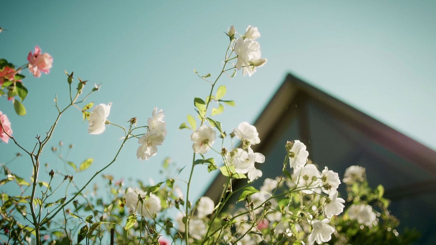 Delicate white flowering branches reaching toward a clear blue sky with a building rooftop in background.