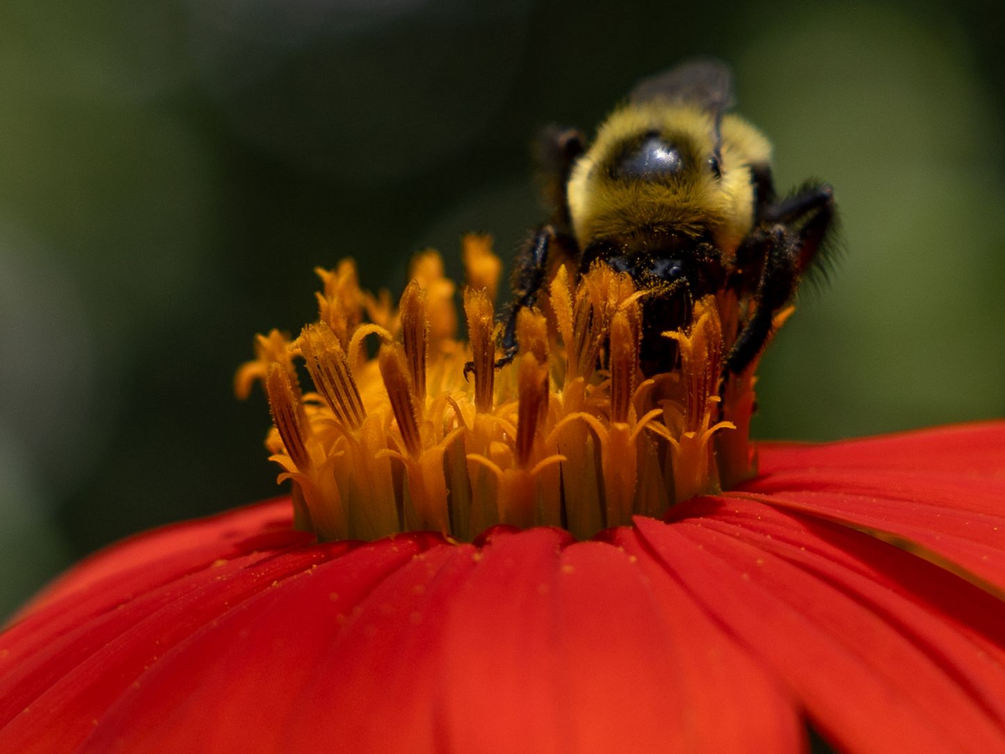 flower/bug photography