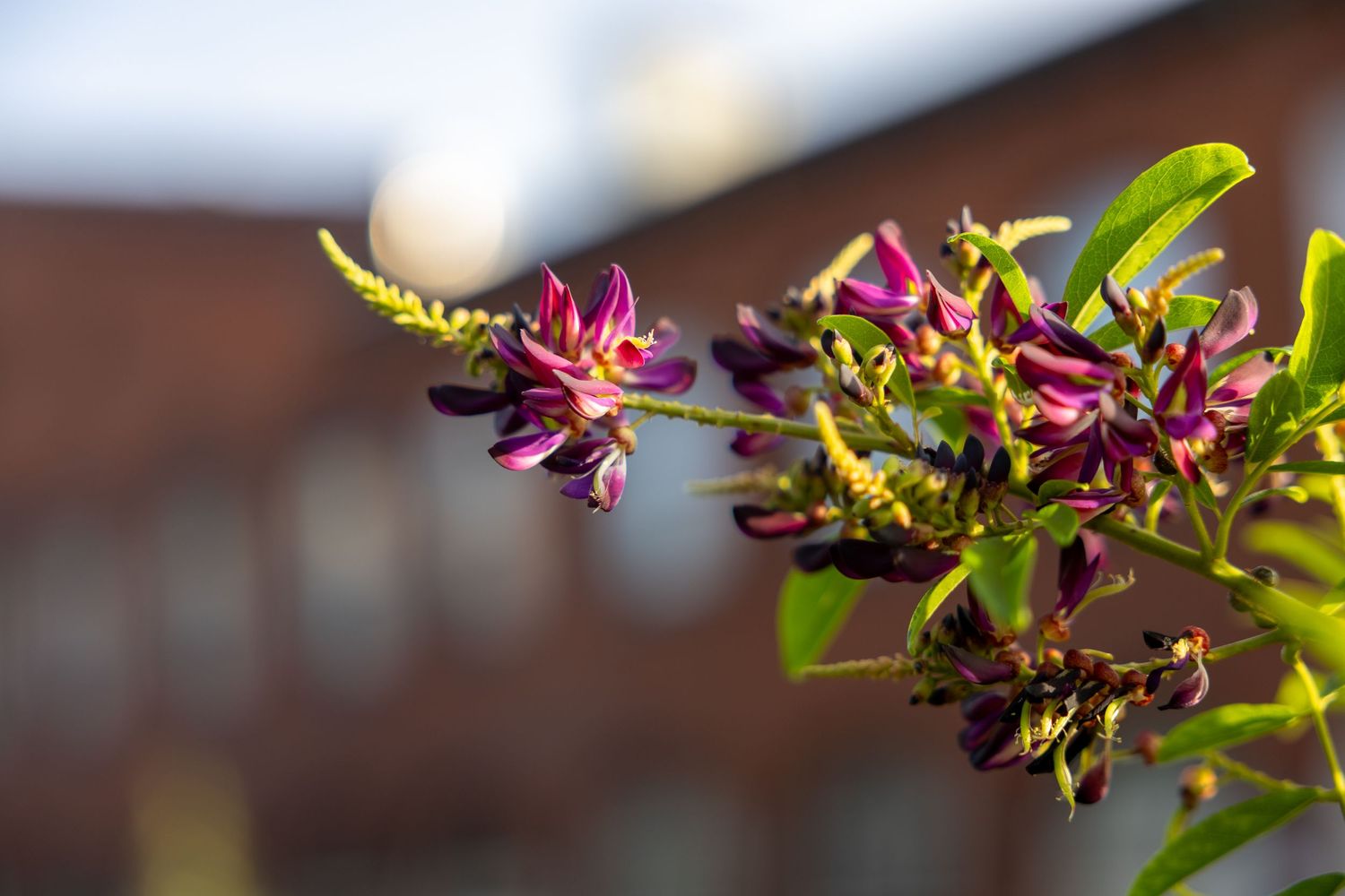 flower photography