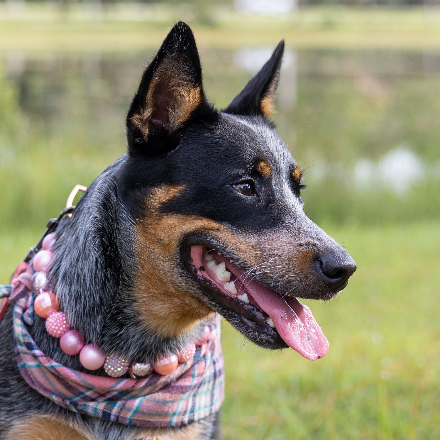 pet photography