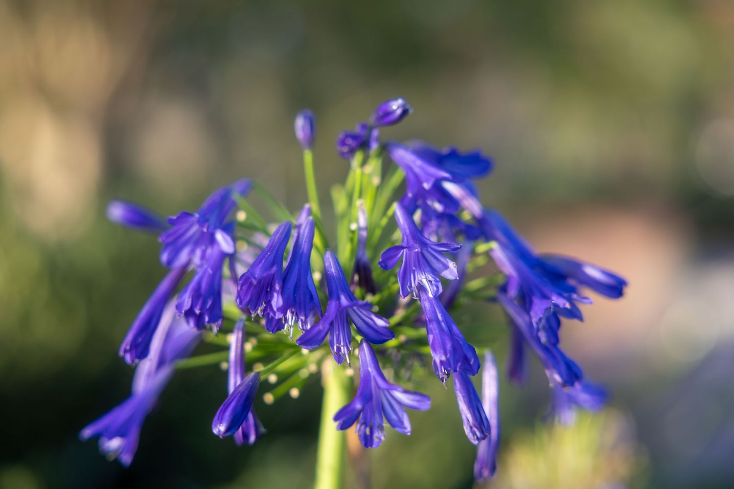flower photography