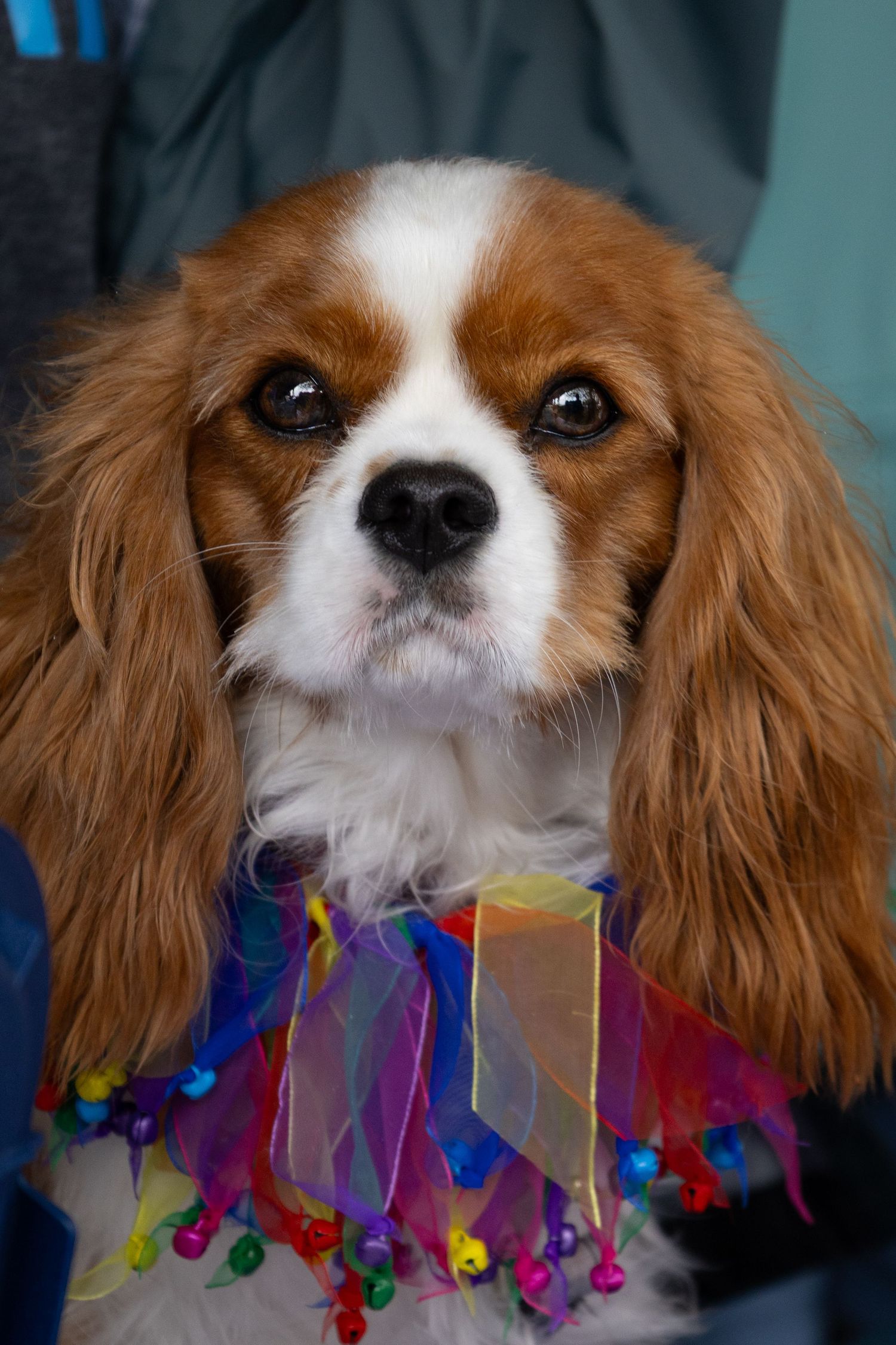 Pet Portrait