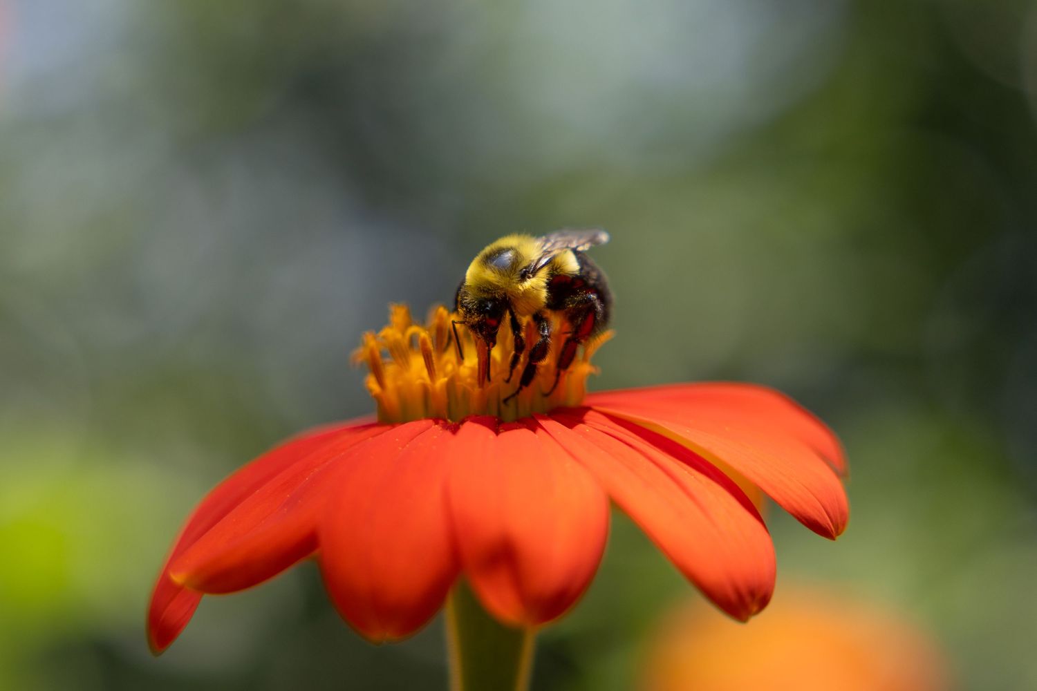 flower photography