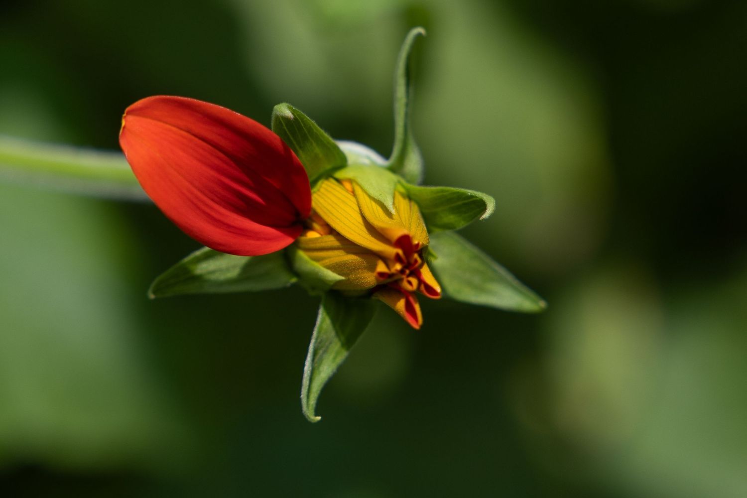 flower photography