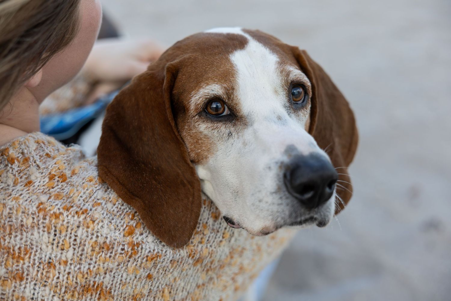 family and pet photography
