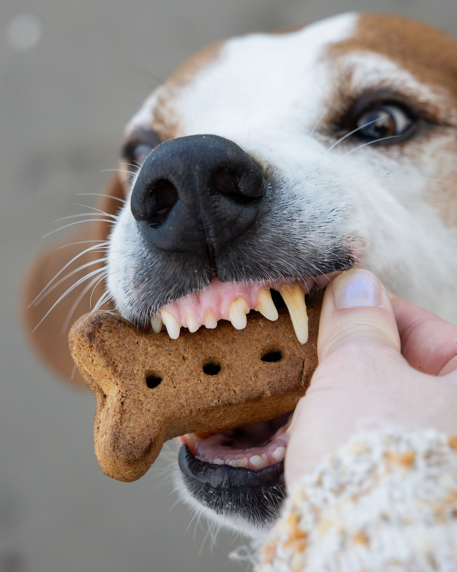 pet photography