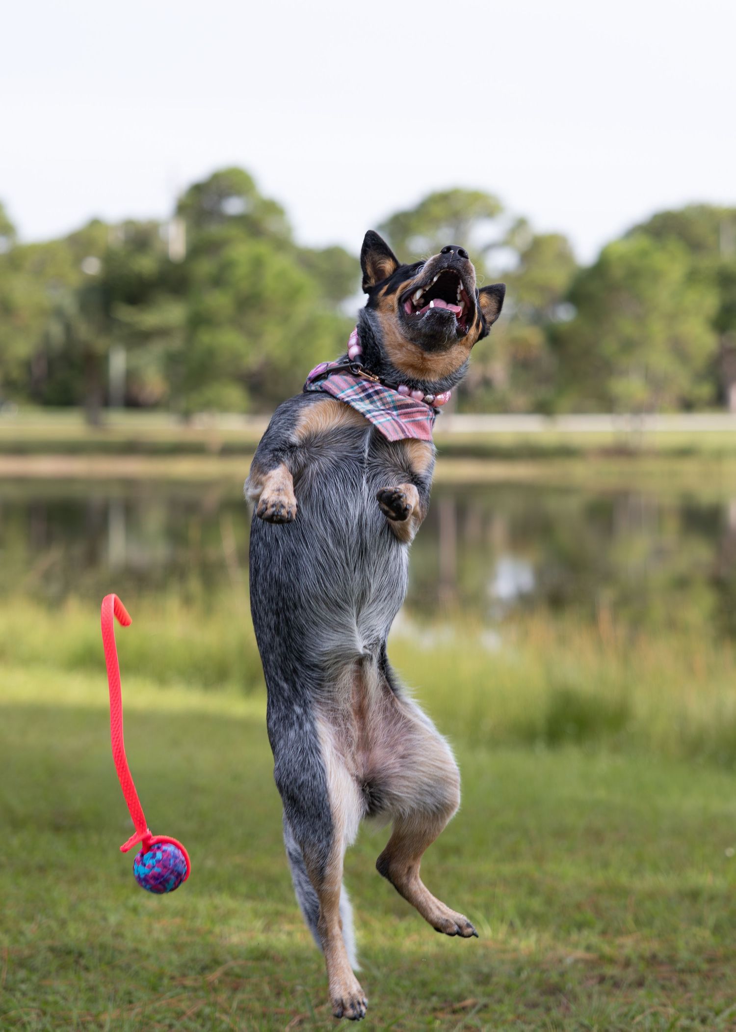pet photography