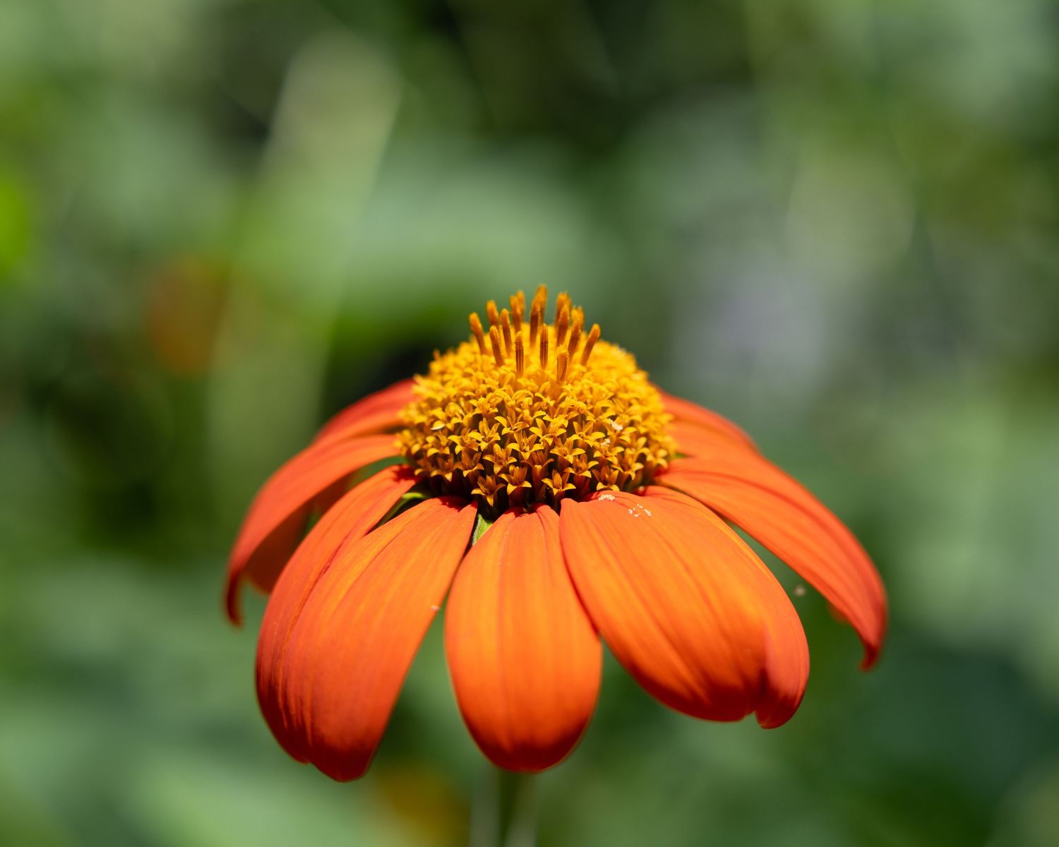 flower photography
