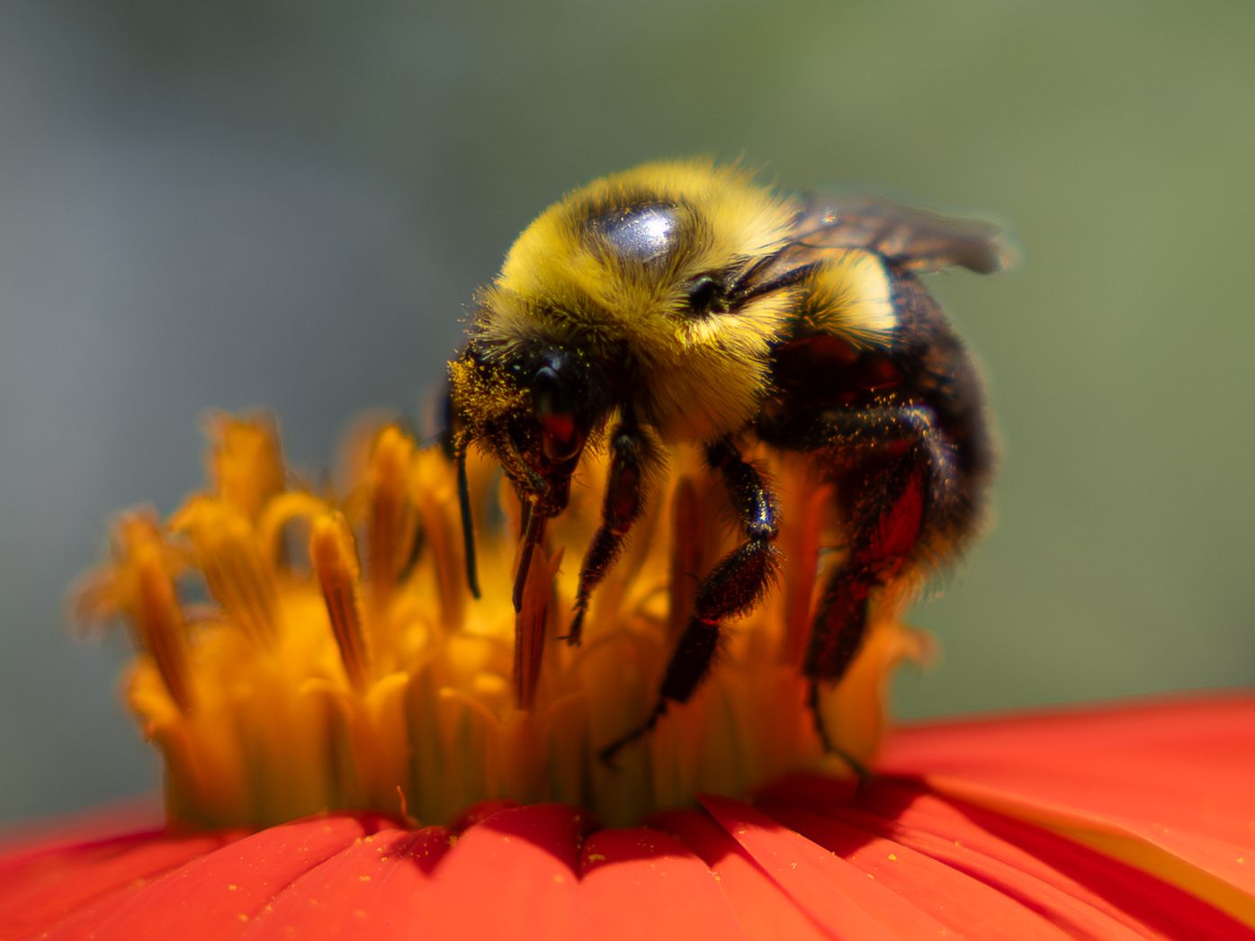 flower photography