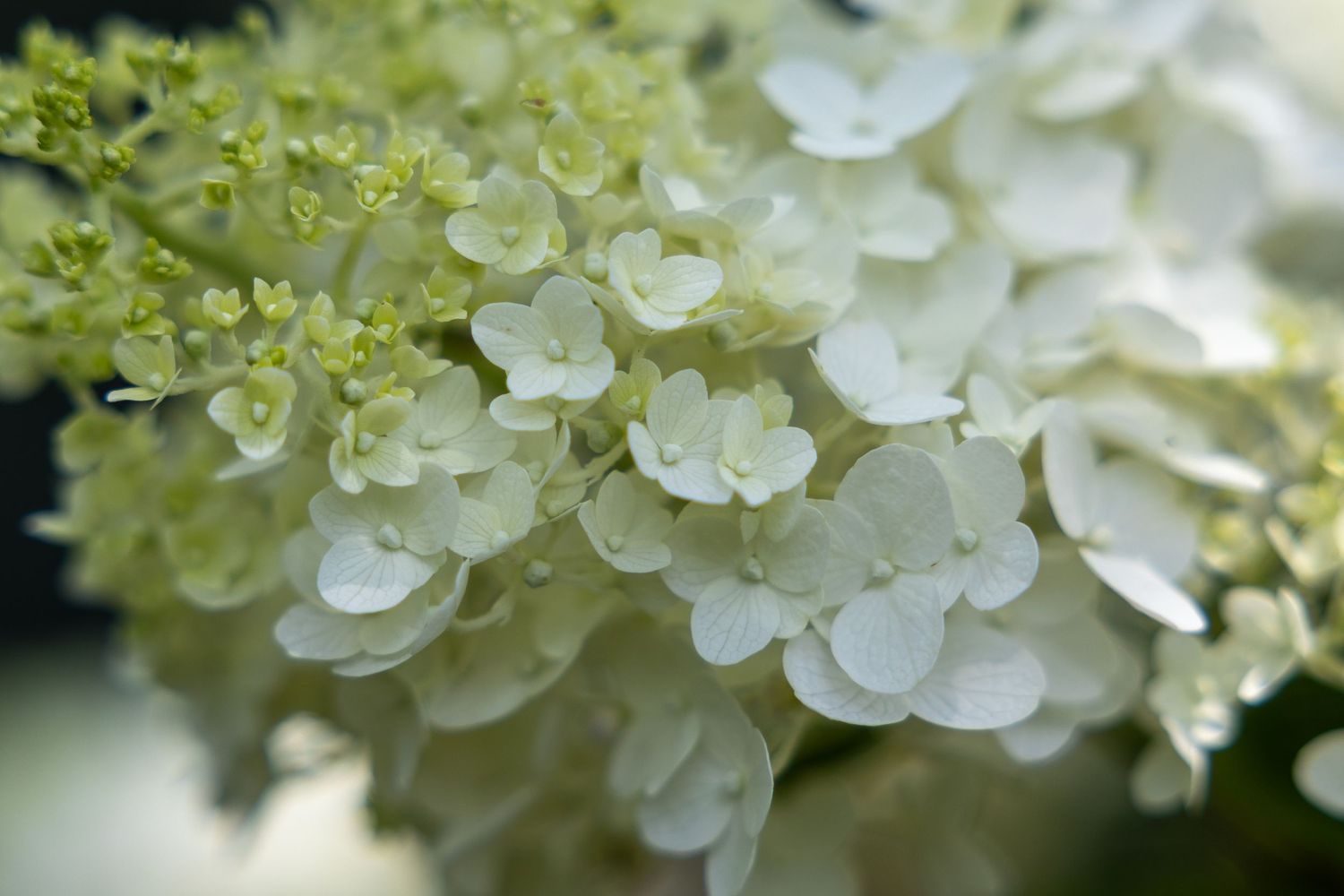 flower photography