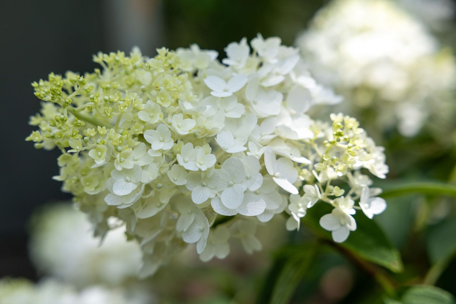 flower photography