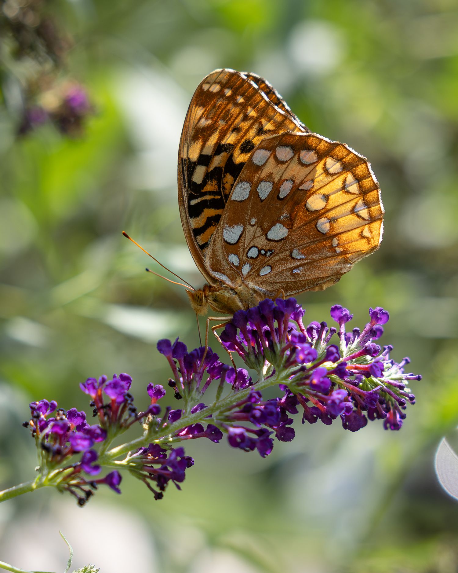 flower photography