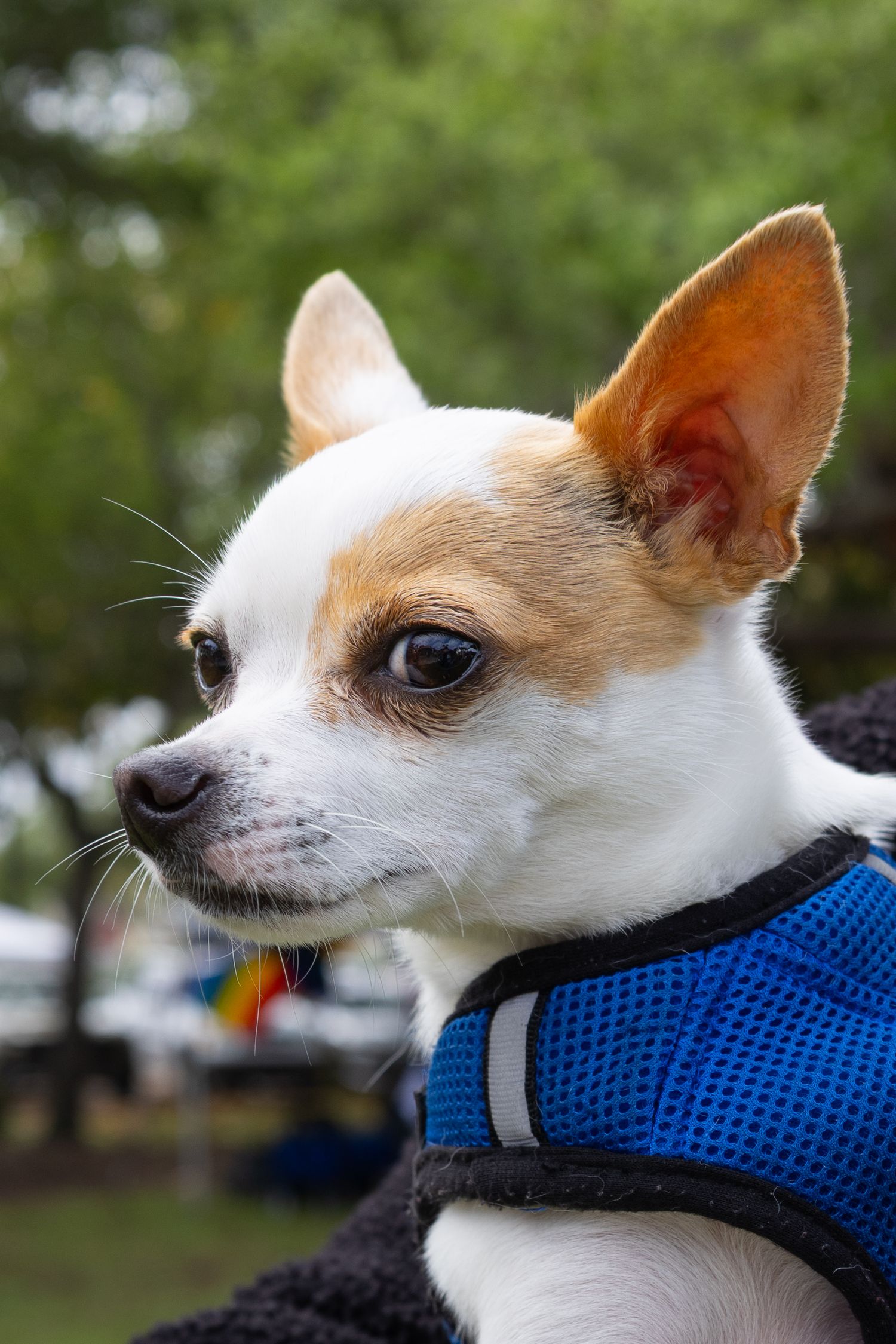 Pet Portrait