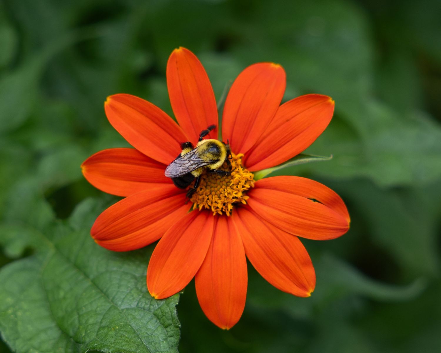 flower photography
