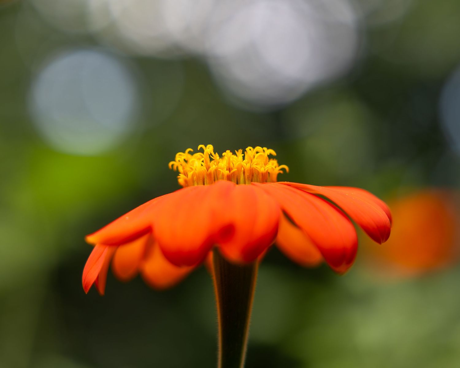 flower photography