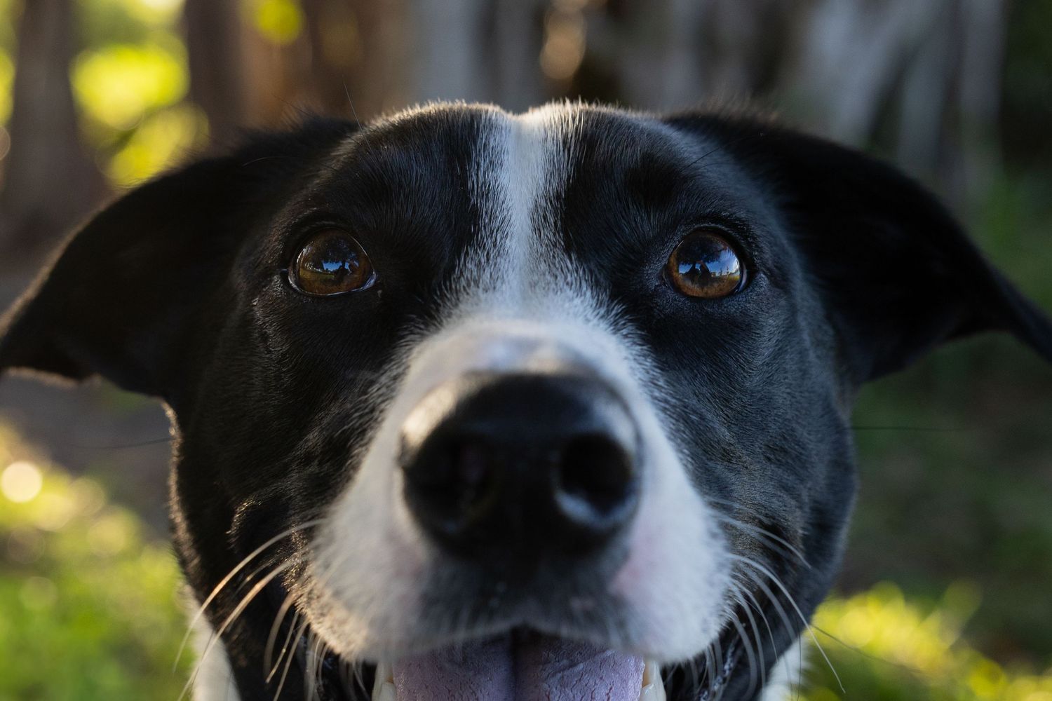 Pet Portrait Session